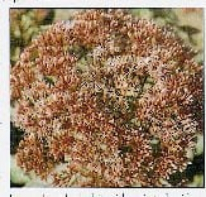 Picture of Eupatorium - Purpureum